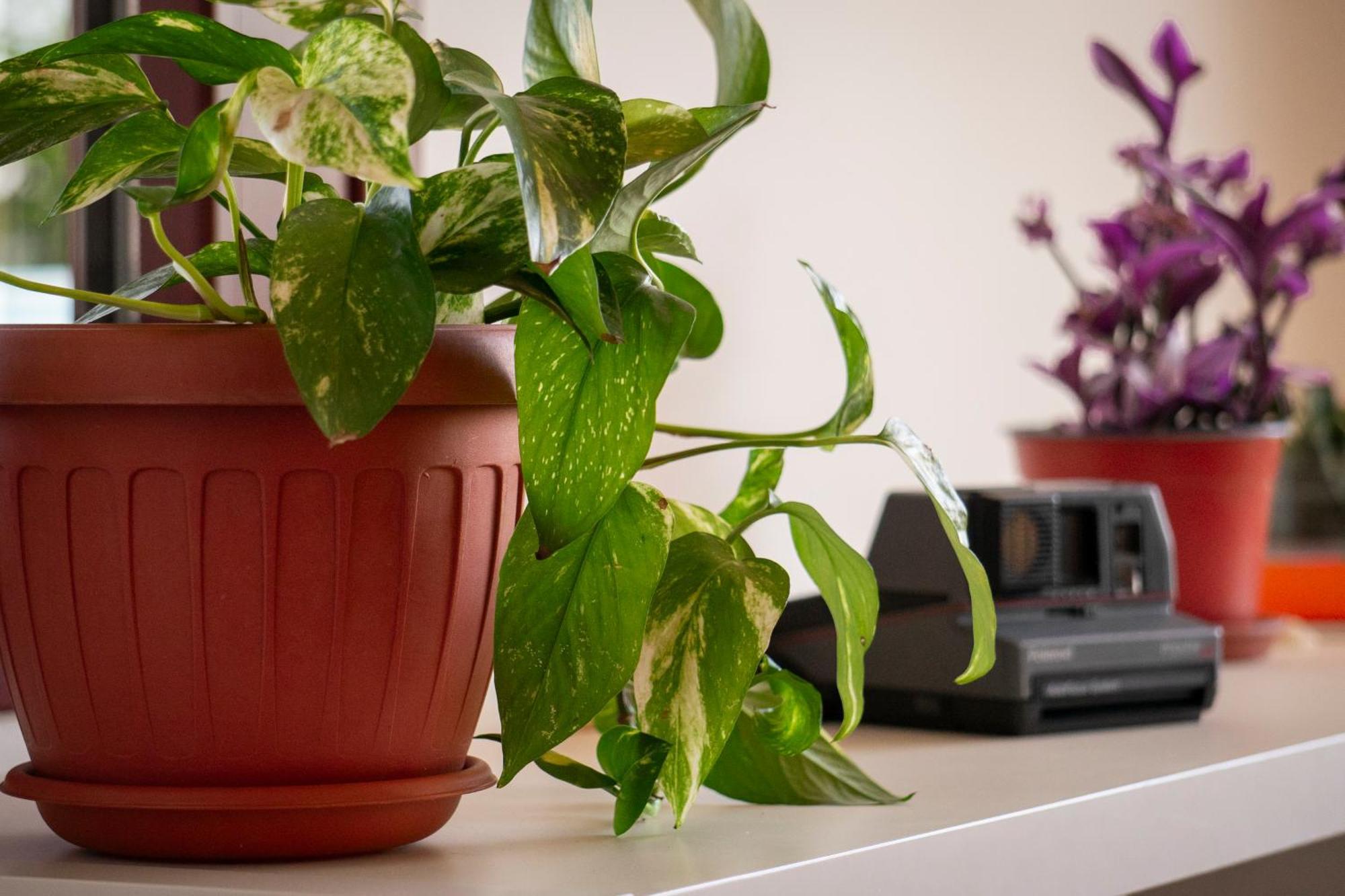 Coliving Together Gargano Βιέστε Εξωτερικό φωτογραφία